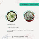 4 inch echeveria lola succulent live succulent for sale in custom pot, pastel lavender and blue-green rosette with roseate leaf margins and waxy sheen, compact slow-growing clustering form ideal for small spaces and container displays
