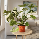 buy monstera 'thai constellation' live houseplant 2" pot online, rare starter tropical aroid with constellation-patterned cream and green variegation on smooth young leaves, slow-growing upright climber from thai tissue culture origins, thrives with humidity support and bright filtered light, a one-of-a-kind celestial gift for plant parents of all levels