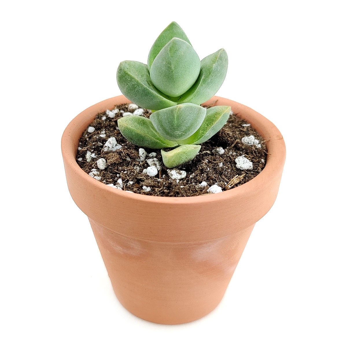 buy crassula moonglow succulent live succulent 2 inch online, frosted gray-green stacked leaf columns with fine downy fuzz giving chalky appearance, upright clumping succulent form in bamboo pot, hybrid crassula with apricot blooms in winter or spring, eco-friendly boho decor piece, lovely thoughtful gift for plant lovers