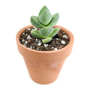 buy crassula moonglow succulent live succulent 2 inch online, dense compact columns of gray-green velvet leaves forming tight sculptural tower in clay pot, hybrid crassula with powdery silver leaf coating and apricot spring flowers, bright light lover with minimal watering needs, striking accent for shelf or windowsill display, memorable rare succulent gift for any occasion
