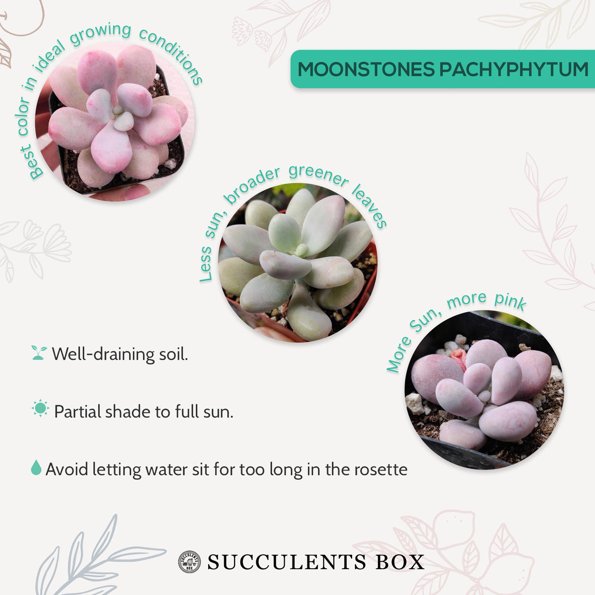 4 inch pink moonstones pachyphytum oviferum live succulent for sale, thick opalescent egg-shaped leaves in pink and lavender hues, wide low-spreading rosette, hardy with minimal pest issues, drought tolerant low maintenance