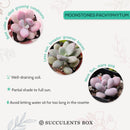 2 inch pink moonstones pachyphytum oviferum live succulent for sale, luminous pink-lavender farina-coated rounded foliage, low wide-spreading clumping rosette, pet-safe non-toxic succulent, thrives in bright indirect to partial sun