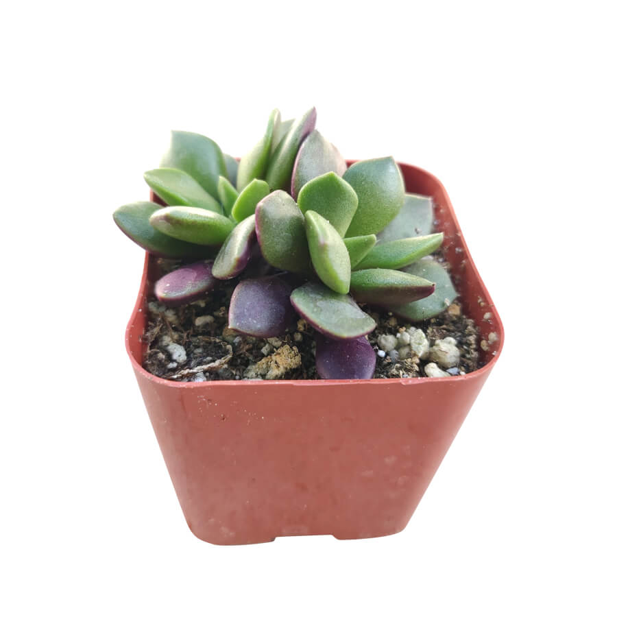 buy anacampseros telephiastrum f. variegatum live succulent 2 inch online, non variegated compact rosette with dense fleshy green leaves, naturally slow-growing clump-forming succulent from south africa, wrinkled leaves signal thirst making watering