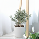 6 inch Olive Topiary Tree, 6 inch olea europaea, 6 inch live houseplant for sale, olea europaea plant for sale