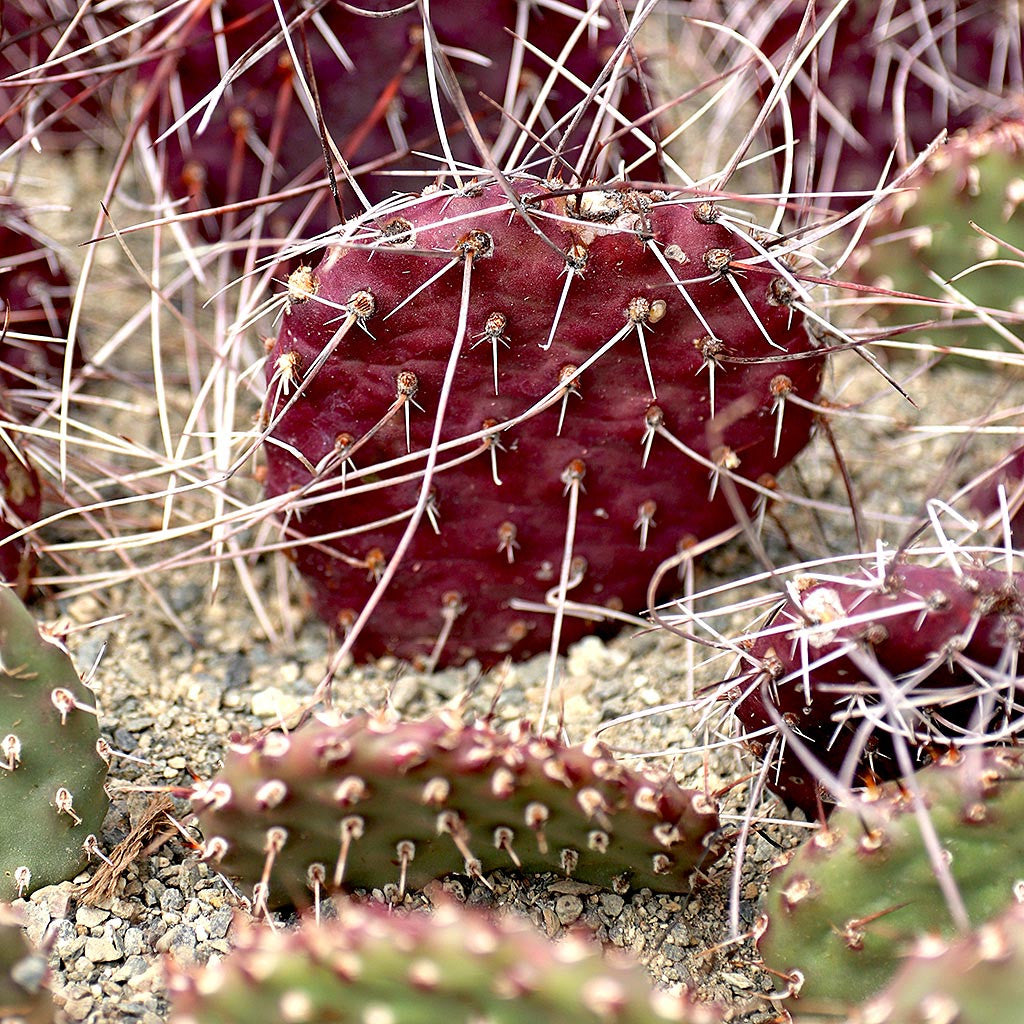 Opuntia 'Dark Knight'