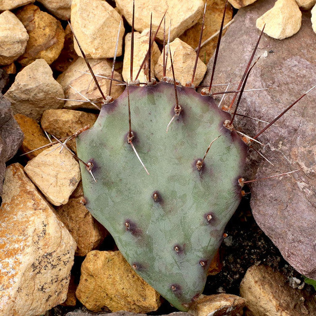 Opuntia 'Goldie Rita' (3-5")