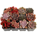 buy colorful succulents pack pink purple red online, mixed pink purple red succulents bundle for home decor, colorful rosette succulents pink purple red shades, low maintenance colorful succulents for beginners