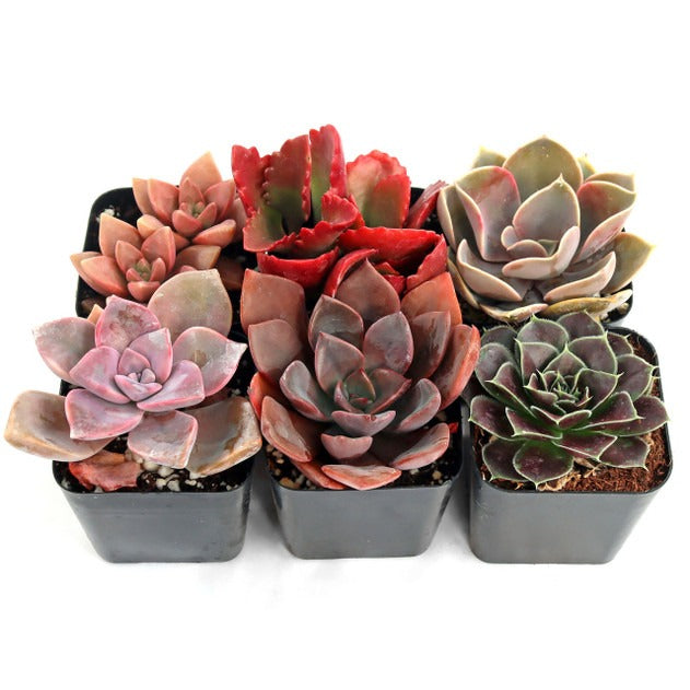 Pink &amp; Purple &amp; Red Succulent Pack