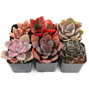 buy colorful succulents pack pink purple red online, mixed pink purple red succulents bundle for home decor, colorful rosette succulents pink purple red shades, low maintenance colorful succulents for beginners