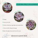 Buy Echeveria Perle Von Nurnberg 2 inch online. Echeveria Perle Von Nurnberg is a stunning succulent with soft lavender-gray leaves arranged in a graceful rosette. It thrives in bright light and well-draining soil with minimal watering. This elegant, low-maintenance plant is perfect for succulent collections, windowsills, and indoor décor.