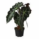 buy alocasia polly 'african mask' live plant 4" pot online, arrowhead-shaped dark forest-green leaves with contrasting bright white veins and slightly wavy margins, upright compact clumping form, smooth glossy tropical texture, thrives in bright indirect filtered light with consistent moisture, a stunning display plant for modern or bohemian home decor, a gorgeous gift choice for houseplant fans