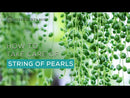String of pearls for sale, how to grow succulents, succulent plant, succulent care guide, indoor succulents, monthly succulents, succulent care tips