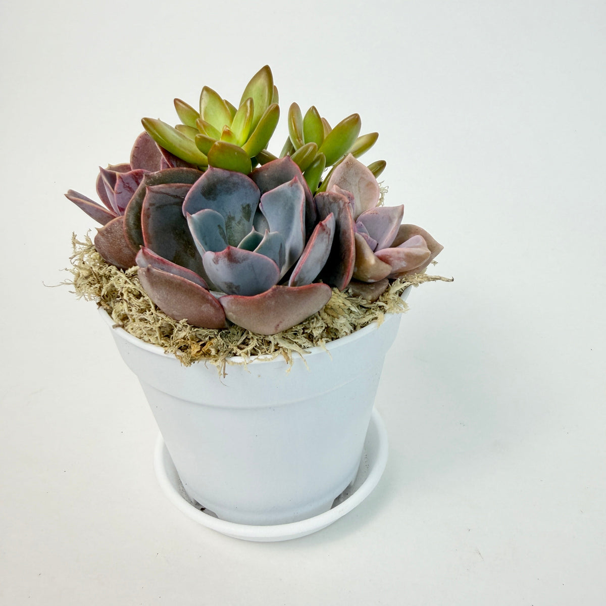 A vibrant live succulent arrangement featuring a mix of purple rosettes and contrasting orange succulents in a small white pot with a saucer.