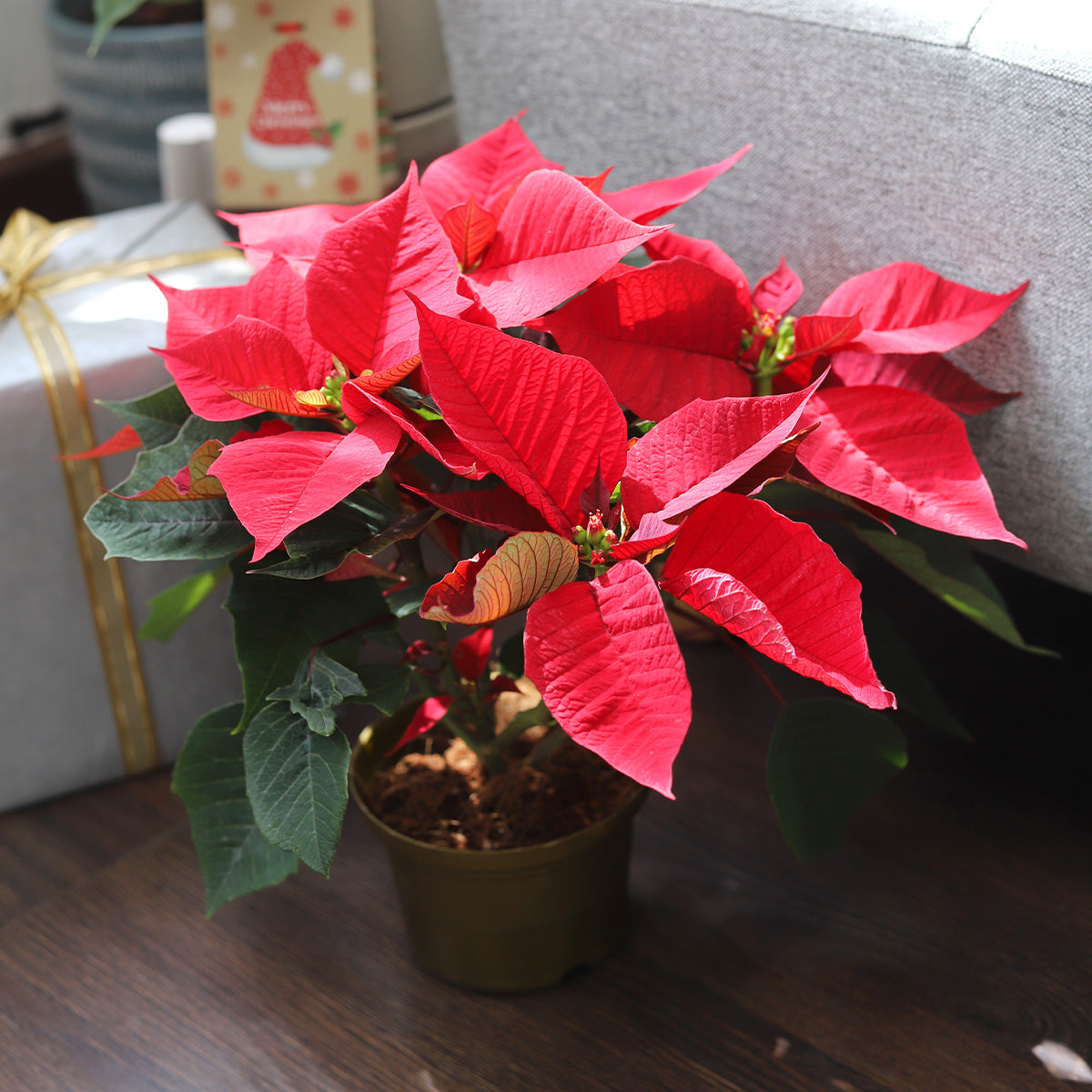 Poinsettia 'Red' (Christmas Plant)