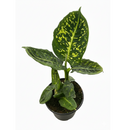 buy dieffenbachia 'reflector' live plant 4" pot online, camouflage mosaic dark and neon green leaf pattern, light catching iridescent midrib detail, compact starter size tropical specimen, forgiving low maintenance foliage plant, perfect for brightening a dim corner or desk, a thoughtful gift for houseplant enthusiasts