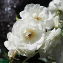 white iceberg rose tree, iceberg rose plant, iceberg roses for sale in ca