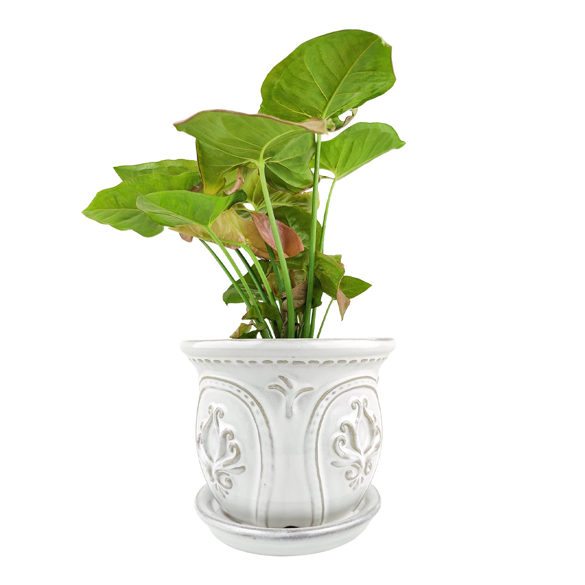 ceramic planter, classic pattern planter, white ceramic planter, 6 inch ceramic planter, classic ornate ceramic planter, houseplant pot, ceramic planter with saucer