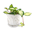 ceramic planter, classic pattern planter, white ceramic planter, 6 inch ceramic planter, classic ornate ceramic planter, houseplant pot, white ceramic embossed pattern planter