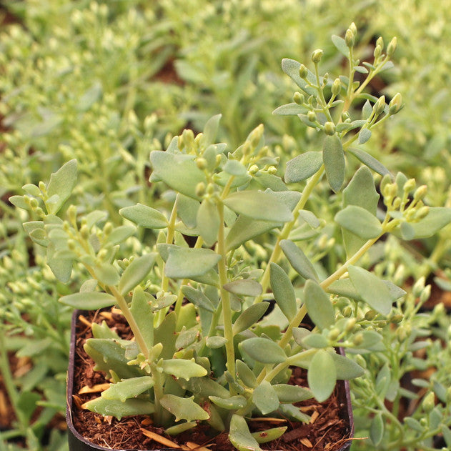 buy sedum 'thundercloud' live succulent 2 inch online, deep purple-grey rosette leaves with dark burgundy overtones, thick fleshy foliage with dusky metallic sheen, compact mounding growth form that darkens in cool temperatures, extremely drought tolerant and cold hardy succulent, perfect modern shelf accent, unique plant gift idea