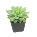 2 inch Sedeveria 'Lilac Mist', green succulents, indoor succulents, succulent care guide, buy succulents online