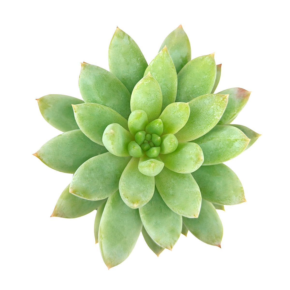 2 inch Sedeveria 'Lilac Mist', green succulents, indoor succulents, succulent care guide, buy succulents online