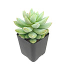 2 inch Sedeveria 'Lilac Mist', green succulents, indoor succulents, succulent care guide, buy succulents online