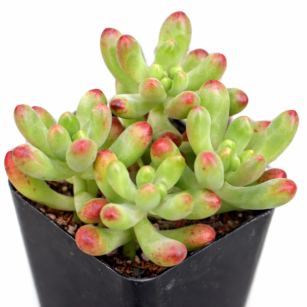 buy sedum salsa live succulent 2 inch online, lime green plump leaves with vivid red tips, crystal-faceted leaf texture, upright clumping growth form, slow-growing drought tolerant succulent, sculptural architectural accent for sunny windowsills and shelves, charming low-maintenance plant gift for succulent enthusiasts