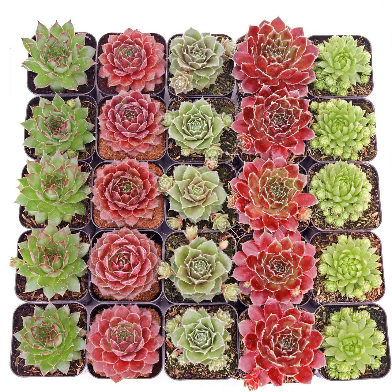 Sempervivum Assortment Pack