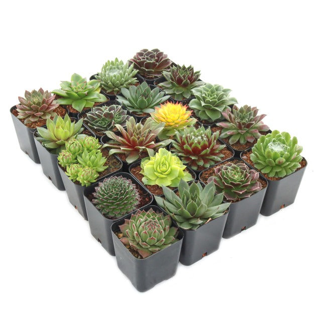 Rock garden plants, perennial succulents, sempervivum assortment, hens and chicks for sale, outdoor succulent pack, drought tolerant groundcover