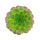 2 inch sempervivum heuffelii 'dorado' live succulent for sale, rich golden-yellow architectural rosette with red-tipped leaves in a plastic pot, slow-growing dense cluster-forming succulent, full sun lover with exceptional drought tolerance, rare heuffelii cultivar with vibrant year-round color, a stunning decorative accent for rock gardens and sunny balconies, a rare collector-worthy gift for succulent fans