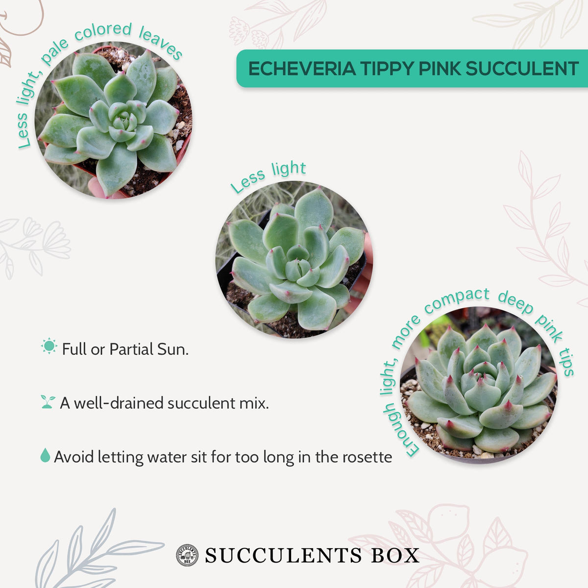 buy echeveria tippy pink succulent live succulent 2 inch online, clay pot with top-down view of perfectly symmetrical rosette, soft pastel blue-green fleshy leaves with prominent pink tips, farina-dusted surface, slow-growing narrow form