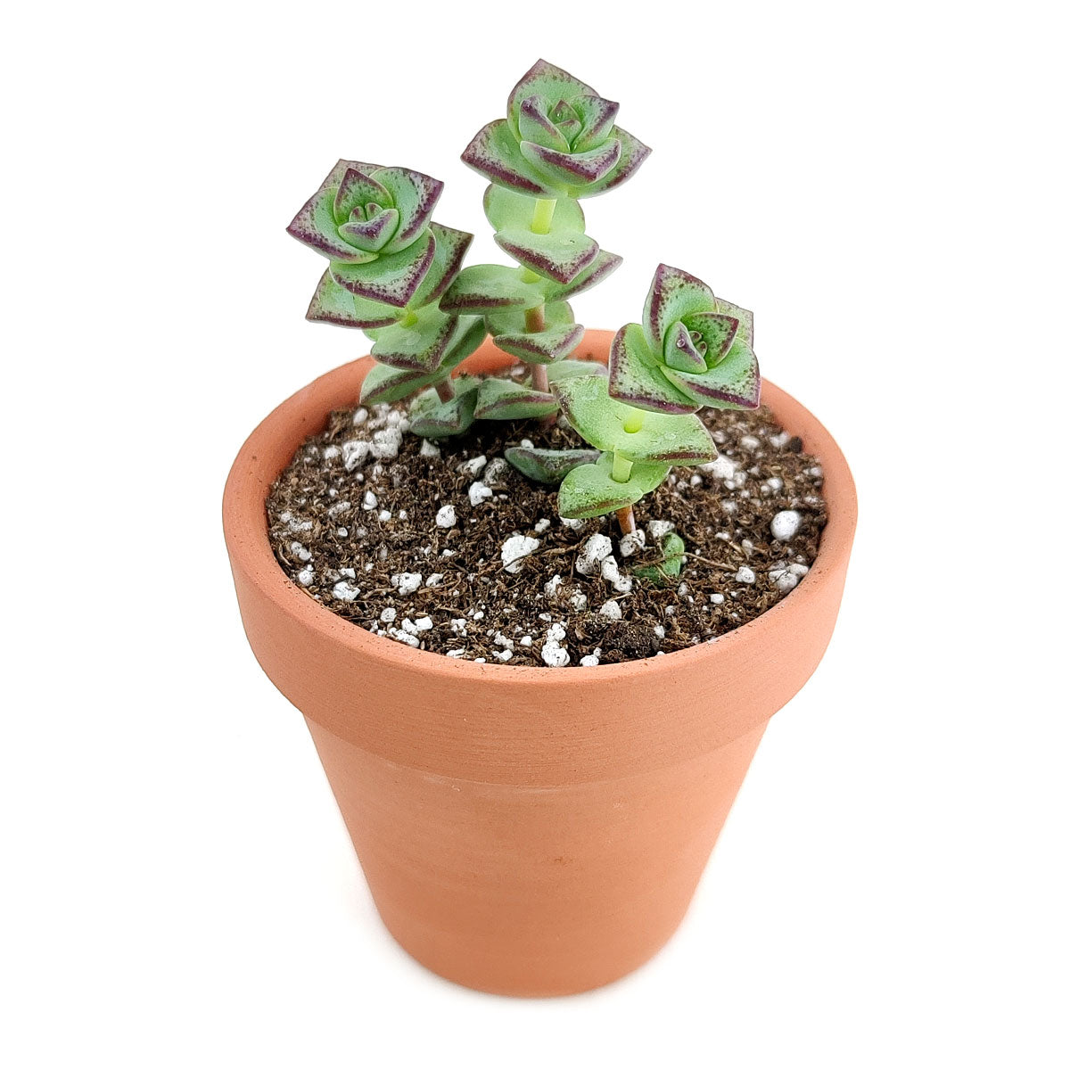 buy crassula tom thumb perforata live succulent 2 inch online, miniature dense rosette-like clustering form with propeller-shaped stacked leaves, rich green with reddish-violet spotted margins, shallow-rooted compact grower perfect for small pots and terrarium displays, low water needs suit busy households, an eye-catching botanical gift for succulent enthusiasts