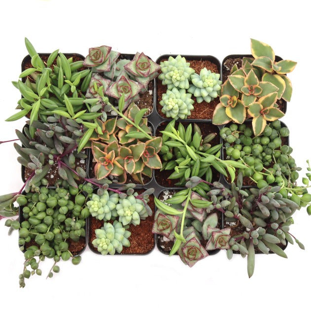 Trailing &amp; Strings Succulent Pack for sale, Rare Succulents, String of Dolphins, String of Bananas, Vertical Garden Plants, Indoor Hanging Vines, 2 inch Potted Plants, hanging string succulents for bright indoor spaces