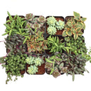 Trailing &amp; Strings Succulent Pack for sale, Rare Succulents, String of Dolphins, String of Bananas, Vertical Garden Plants, Indoor Hanging Vines, 2 inch Potted Plants, hanging string succulents for bright indoor spaces