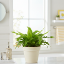 buy fern 'bird's nest hurricane' live houseplant 2" pot online, vibrant glossy green spiraling fronds, thick leathery texture, tightly swirled hurricane growth habit, beginner friendly air purifying indoor fern, narrow compact grower ideal for desks or terrariums, a unique and memorable gift for plant parents