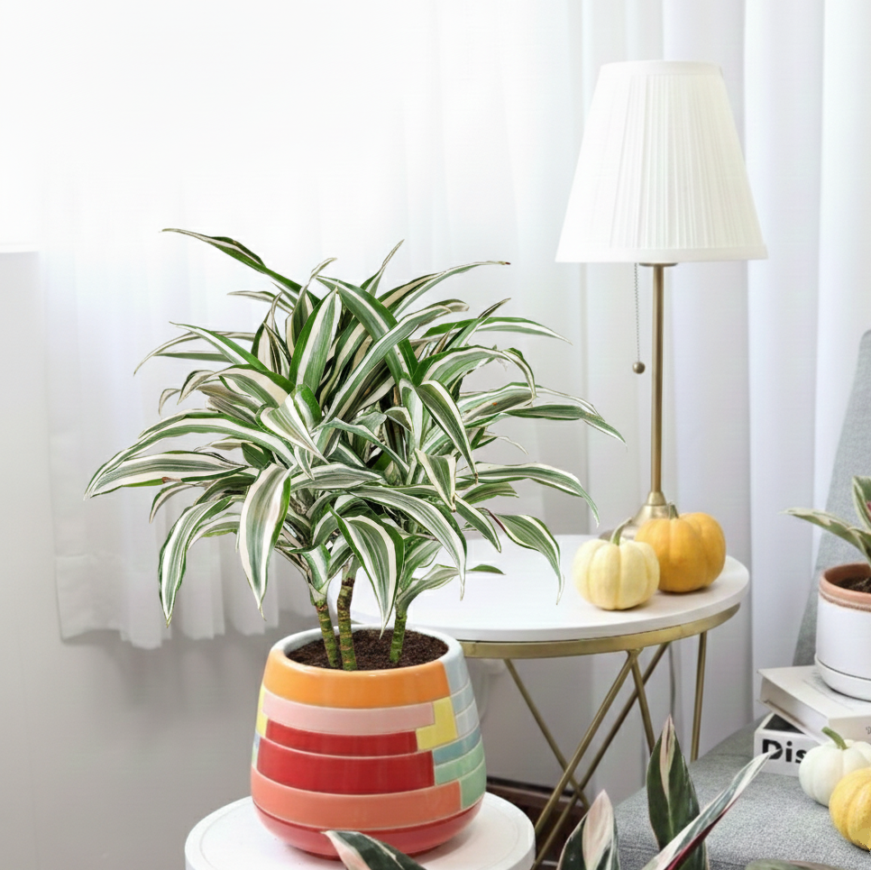buy dracaena 'warneckii white jewel' live houseplant 4" pot online, compact upright form with bold white-edged deep green leaves, sword-like rigid variegated foliage, slow-growing low-maintenance tropical, nasa air-purifying indoor plant, striking modern decor accent for living rooms and offices, thoughtful housewarming gift for plant lovers