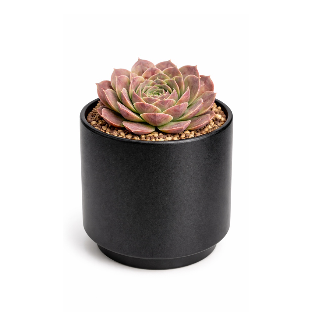 buy sempervivum heuffelii 'saffarina' live succulent 2 inch online, burgundy and green bicolor rosette with cilia-fringed texture, compact slow-growing clumping habit, hardy through frost and snow down to -30 fahrenheit, drought tolerant once established, displayed in bamboo pot, organic earthy garden or container decor accent, perfect heirloom rare plant gift for collectors