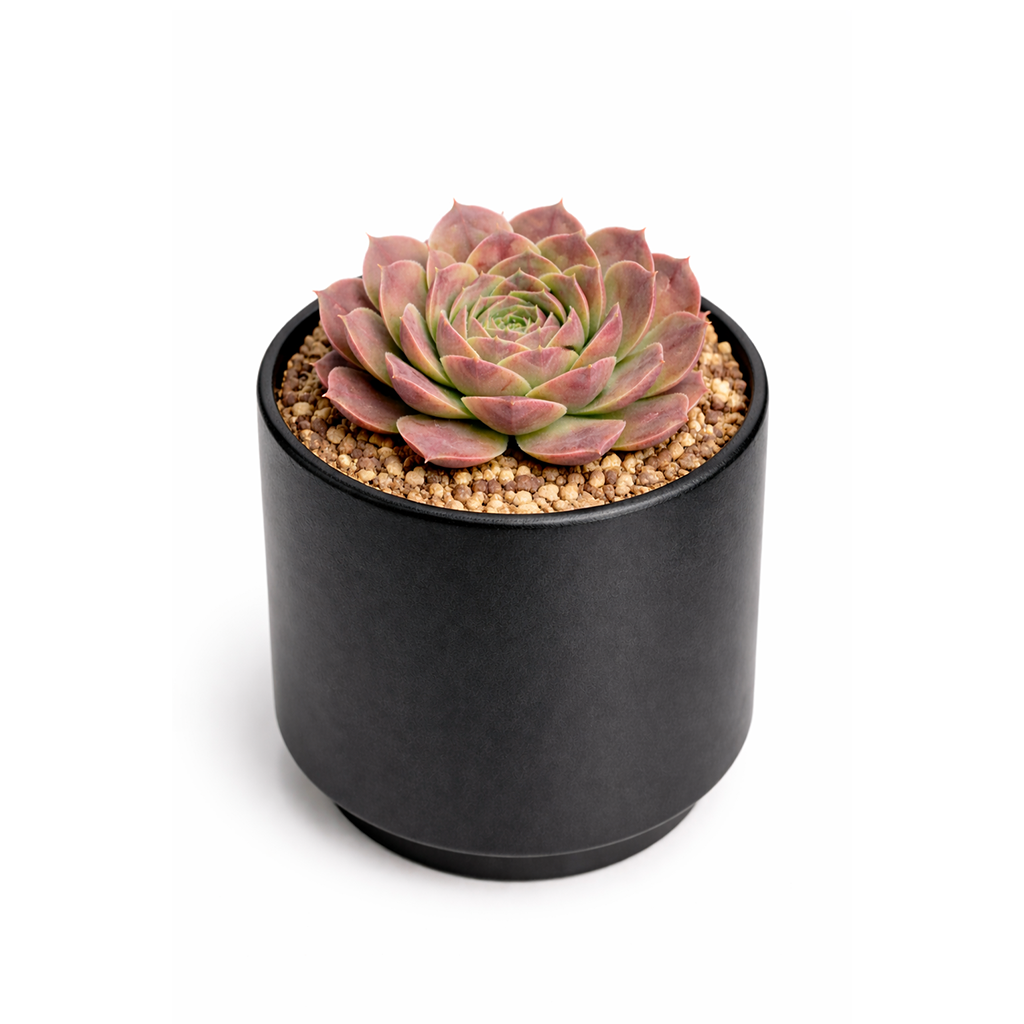 2 inch sempervivum heuffelii 'saffarina' live succulent for sale, vivid chocolate burgundy rosette with apple green heart, long fine cilia decorating each leaf edge, dense low-growing rosette cluster, evergreen with year-round seasonal color display, in plastic pot, bold architectural outdoor accent for containers or green roofs, a unique and rare collector gift