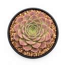 2 inch sempervivum heuffelii 'saffarina' live succulent for sale, deep burgundy rosette with fresh lime-green center and cilia-fringed leaf texture, compact and symmetrical clumping form, frost and drought tolerant outdoor alpine succulent, displayed in white modern pot, elegant year-round architectural garden accent, a prized rare collector plant and memorable gift for succulent enthusiasts