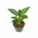 6" pot philodendron 'congo green' live air plant for sale, dark green shiny foliage with thick waxy texture, self-heading compact tropical form, tolerates average indoor humidity, grows as impressive floor or shelf statement plant, refined tropical elegance for modern or eclectic interiors, a treasured gift for plant collectors and beginners alike