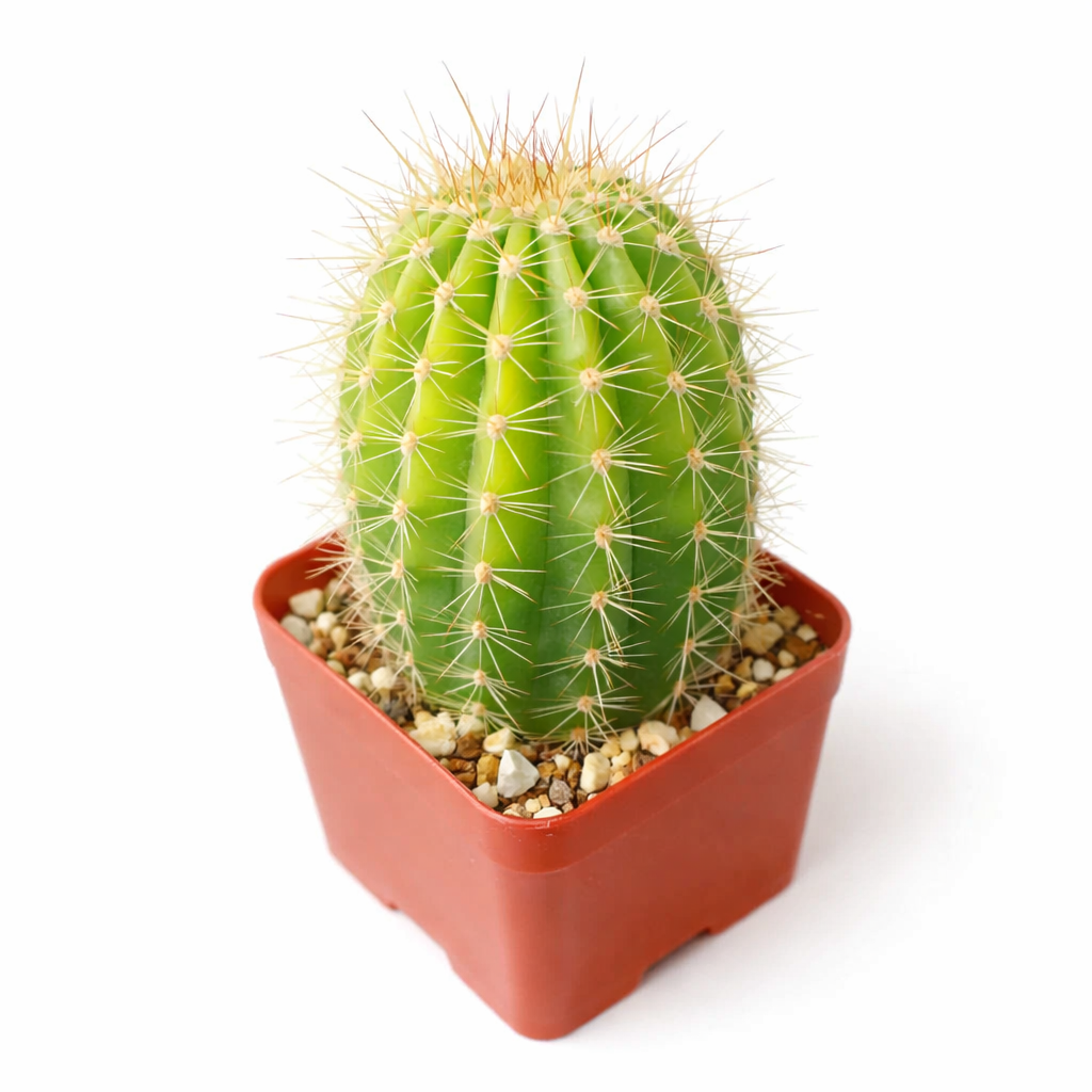 2 inch echinopsis huascha hybrid cactus live cactus for sale, potted in a classic clay pot with excellent drainage, bright green ribbed body with sharp spine clusters, upright and clumping growth from the base, highly drought tolerant and low maintenance, rustic desert-inspired home decor accent, charming and long-lasting gift for succulent fans