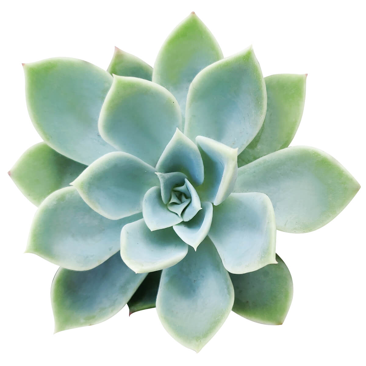 buy echeveria blue atoll live air plant 2 inch online, powdery blue-gray rosette with soft violet undertones, compact low-growing succulent form, thrives in direct sun with occasional rotation for balanced development, sensitive to temperature fluctuations from heating and cooling systems, charming shelf accent for bright spaces, thoughtful succulent gift for collectors