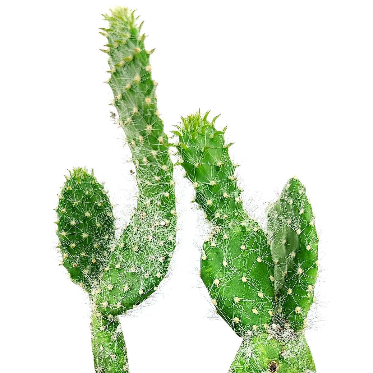 Hairy Roger Cactus
