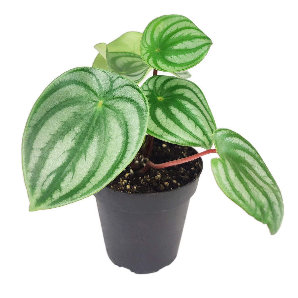 4" peperomia watermelon live houseplant for sale, round fleshy watermelon-patterned leaves, waxy leaf texture, upright compact growth habit, pet-safe non-toxic plant, a vibrant tropical accent for modern home decor, ideal for gifting to new plant parents
