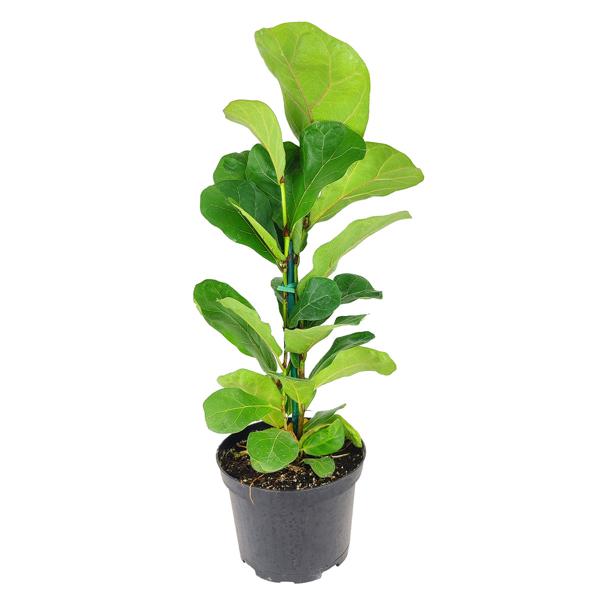 How to care for Ficus Lyrata, Fiddle Leaf Fig, tall air-purifying houseplant, medium and bright light houseplant for homes and offices, best online nursery california
