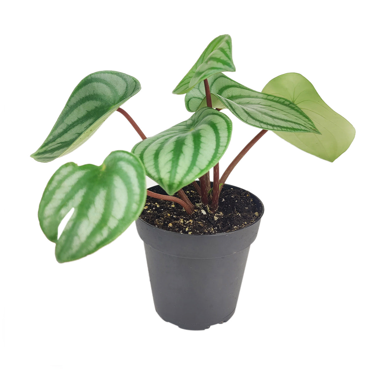 buy peperomia watermelon live houseplant 6" pot online in terra cotta eco pot, lush watermelon-patterned leaves in rich green and silver, waxy smooth leaf texture, bushy non-trailing habit, pet-safe and beginner-friendly care, an elegant tropical accent for boho or natural home decor, a beautiful present for any plant lover