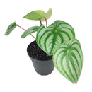4" peperomia watermelon live houseplant for sale in nursery pot, classic grower presentation of compact bushy watermelon-striped rosette, glossy fleshy leaves in green and silver, upright non-trailing form on reddish stems, easy care low-maintenance tropical foliage, a cheerful and versatile decor plant for any bright indoor spot, a perfect starter gift for new plant parents
