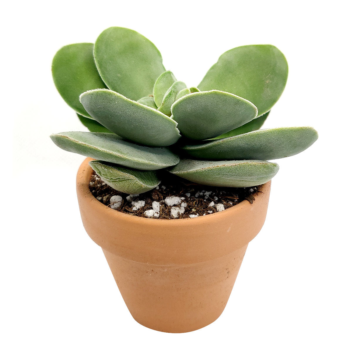 4 inch crassula cotyledonis live succulent for sale, lush basal rosette of broad flat fleshy leaves in silvery grey-green, velvety tactile leaf texture with striking red-purple margins, low-spreading clumping form with cream-yellow flower clusters in