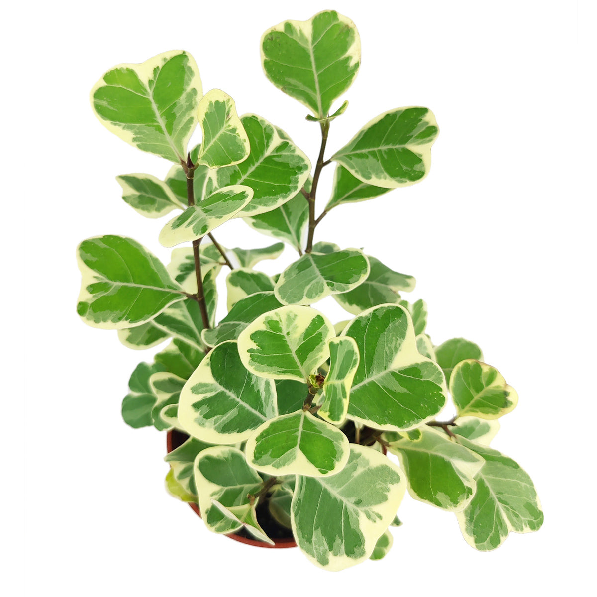 Ficus Triangularis Variegata, how to care for Ficus  Triangularis, variegated Ficus plant, easy care air-purifying houseplant for homes and offices, decorative variegated plant, rare and unique houseplant