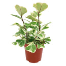 rare houseplant, Variegated Ficus Triangularis, Ficus Houseplant, how to care for ficus variegated, easy to care indoor plant